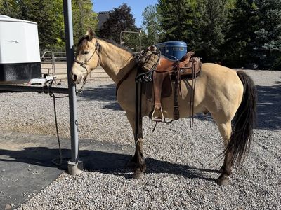 Registered Missouri Foxtrotter Gelding —"Goose" | 9 yr | 15.2hh | $12,000
