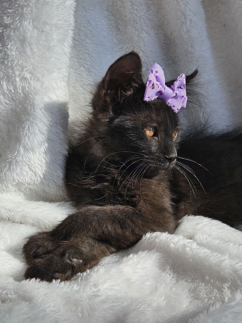 Main image 8