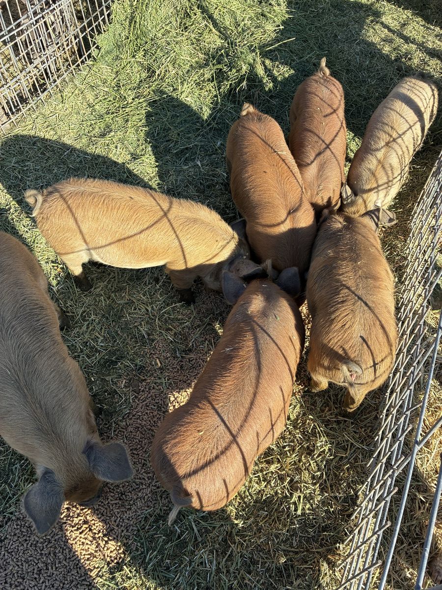 Idaho Pasture Pigs