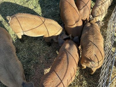Idaho Pasture Pigs