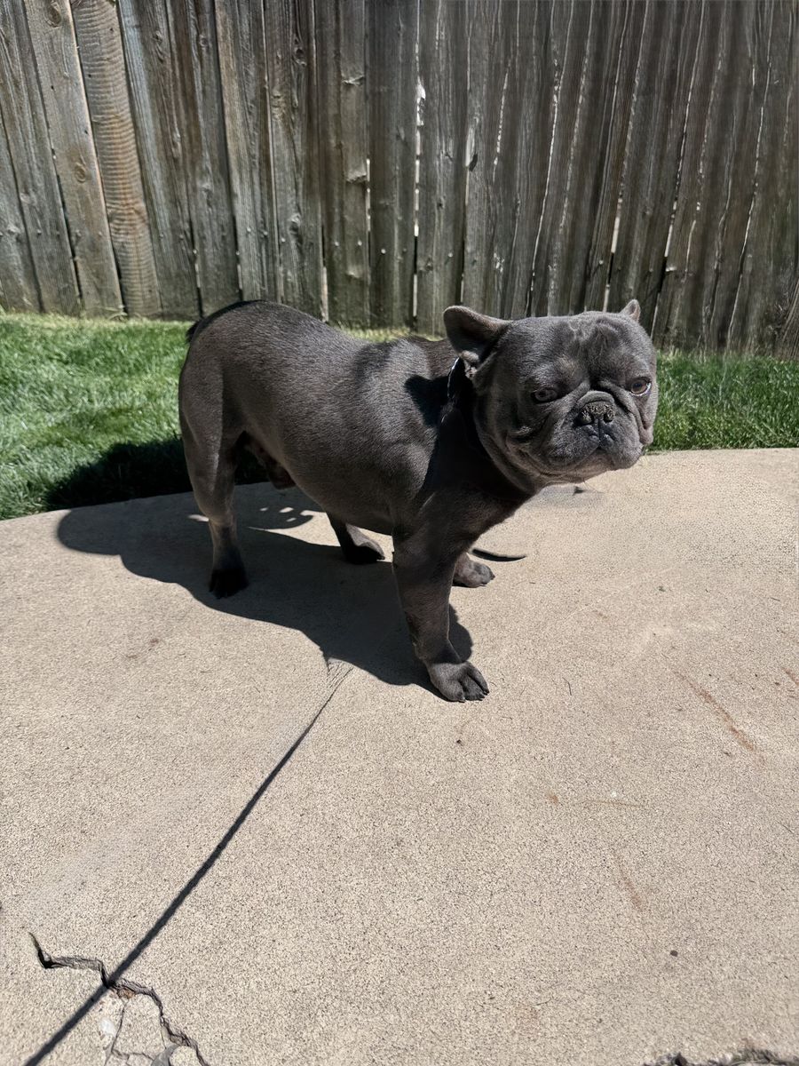 French Bulldog for Sale
