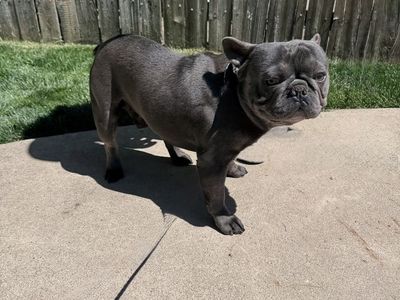 French Bulldog for Sale