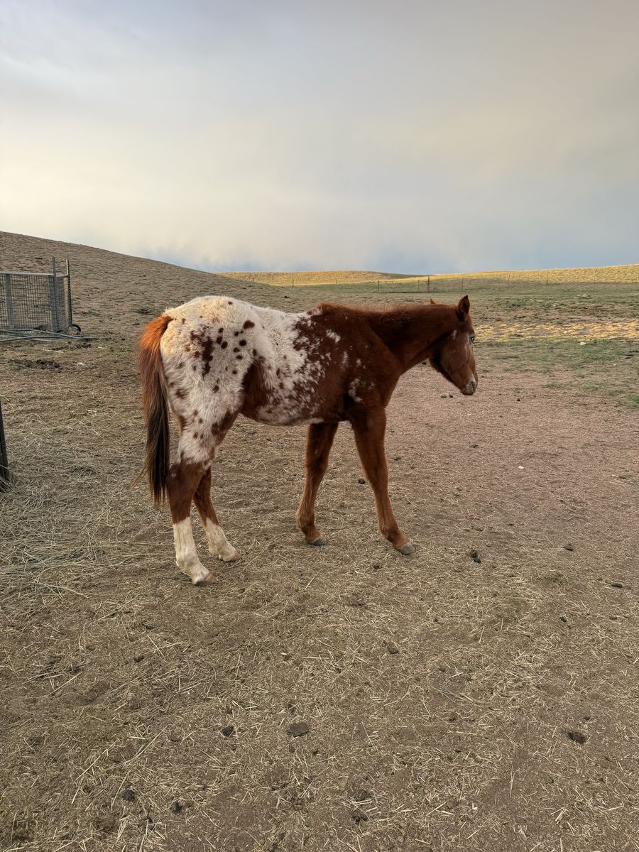 2  Yo Appaloosa Stud