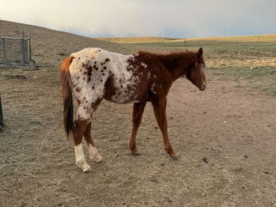 2 Yo Appaloosa Stud