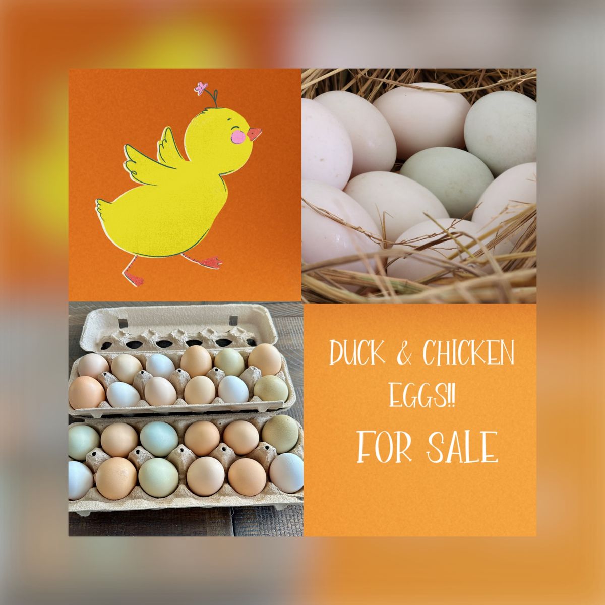 Chicken and Duck Eggs Available 