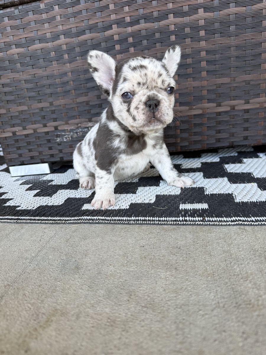 AKC French Bulldog Puppies