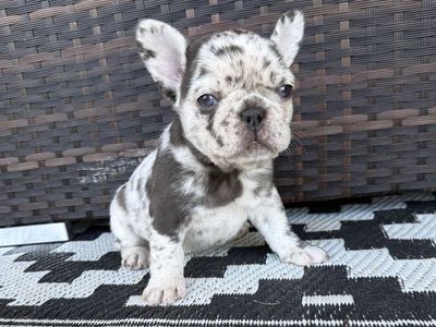 AKC French Bulldog Puppies