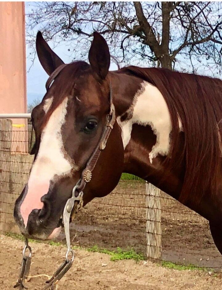 APHA  paint stallions, breeding fees only