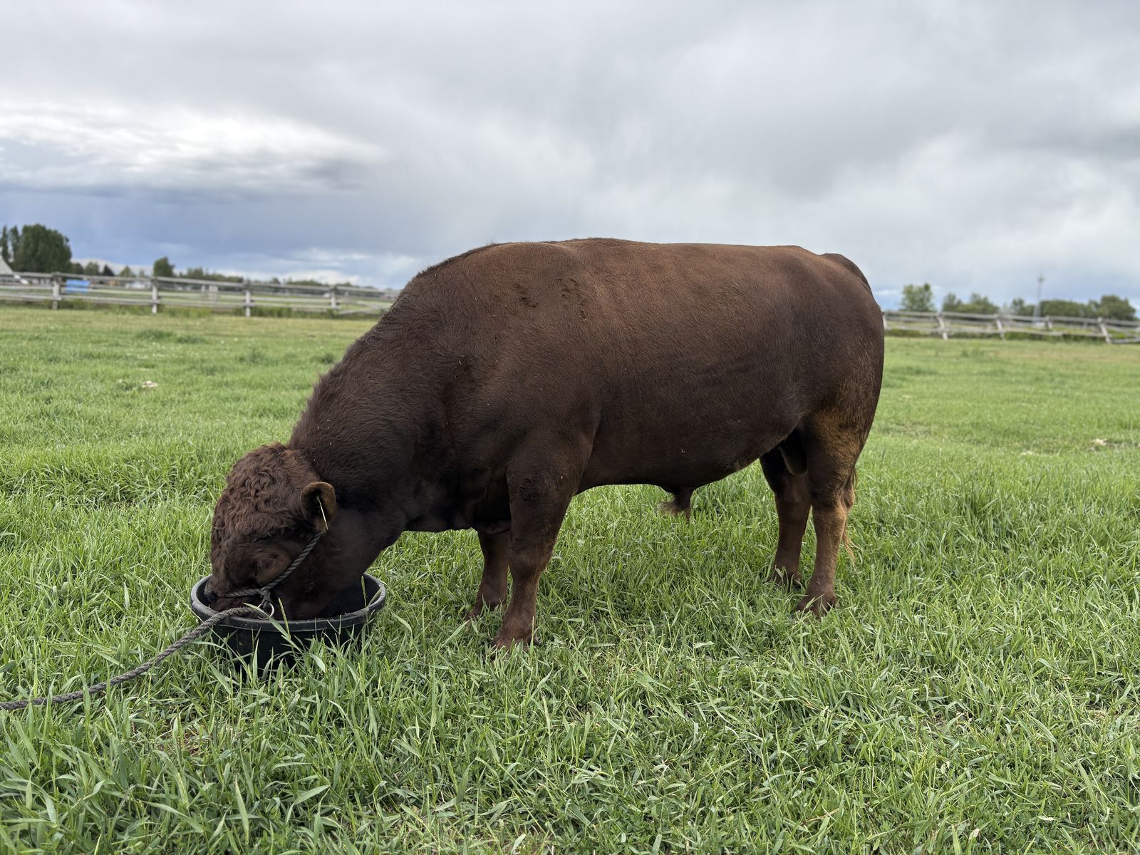 Dexter Semen For Sale