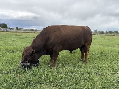 Dexter Semen For Sale