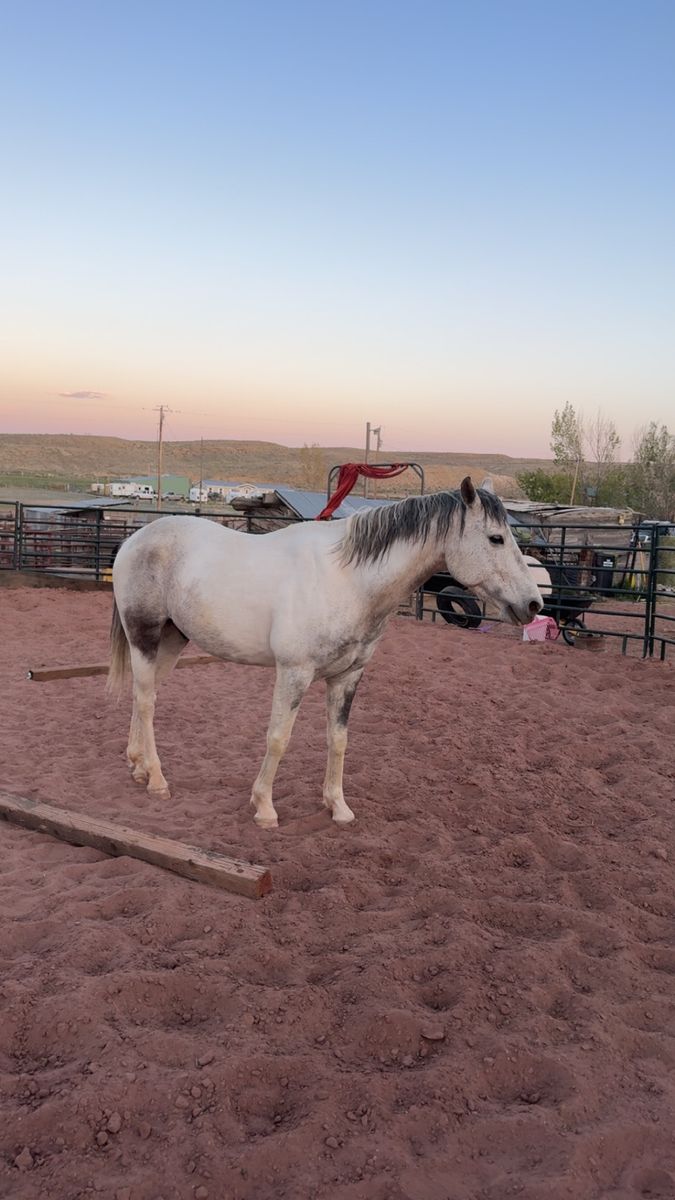 Grade Spanish Barb gelding