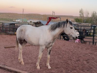 Grade Spanish Barb gelding