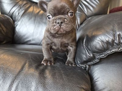 French Bulldog Puppies Full AKC