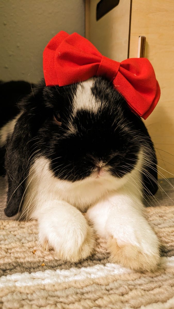 Bunnies with enclosure