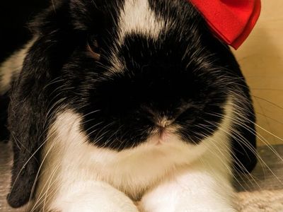 Bunnies with enclosure