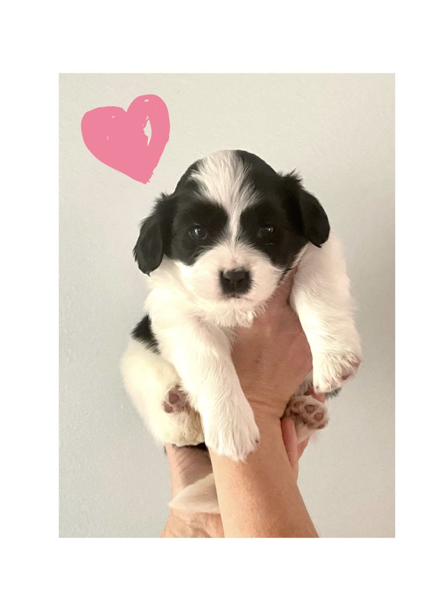 2 Cavalier King Charles x Pomeranian puppies! AKC Parents