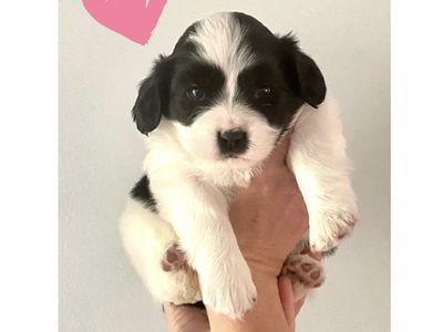 2 Cavalier King Charles x Pomeranian puppies! AKC Parents