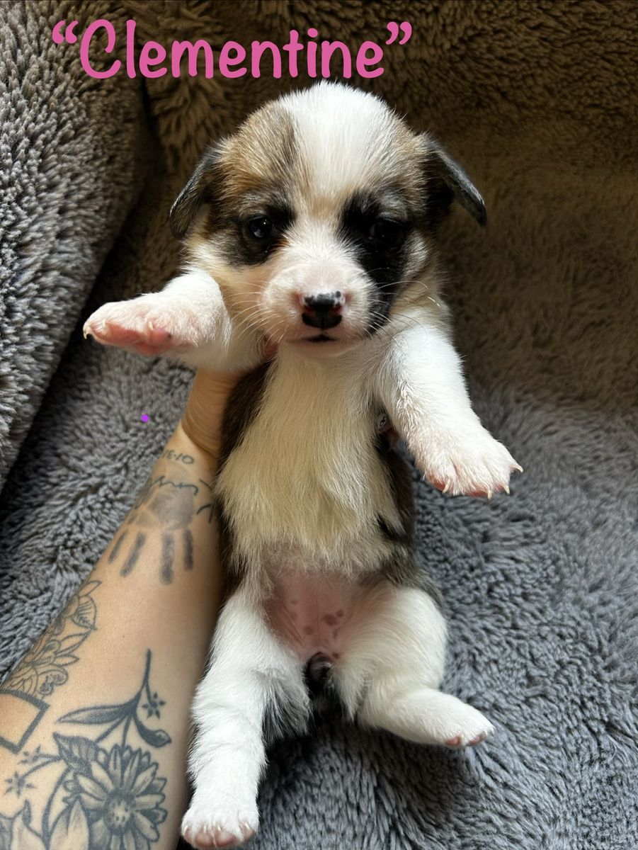 Cowboy Corgi Puppies - Heeler/Corgi Mix