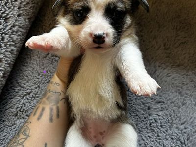 Cowboy Corgi Puppies - Heeler/Corgi Mix