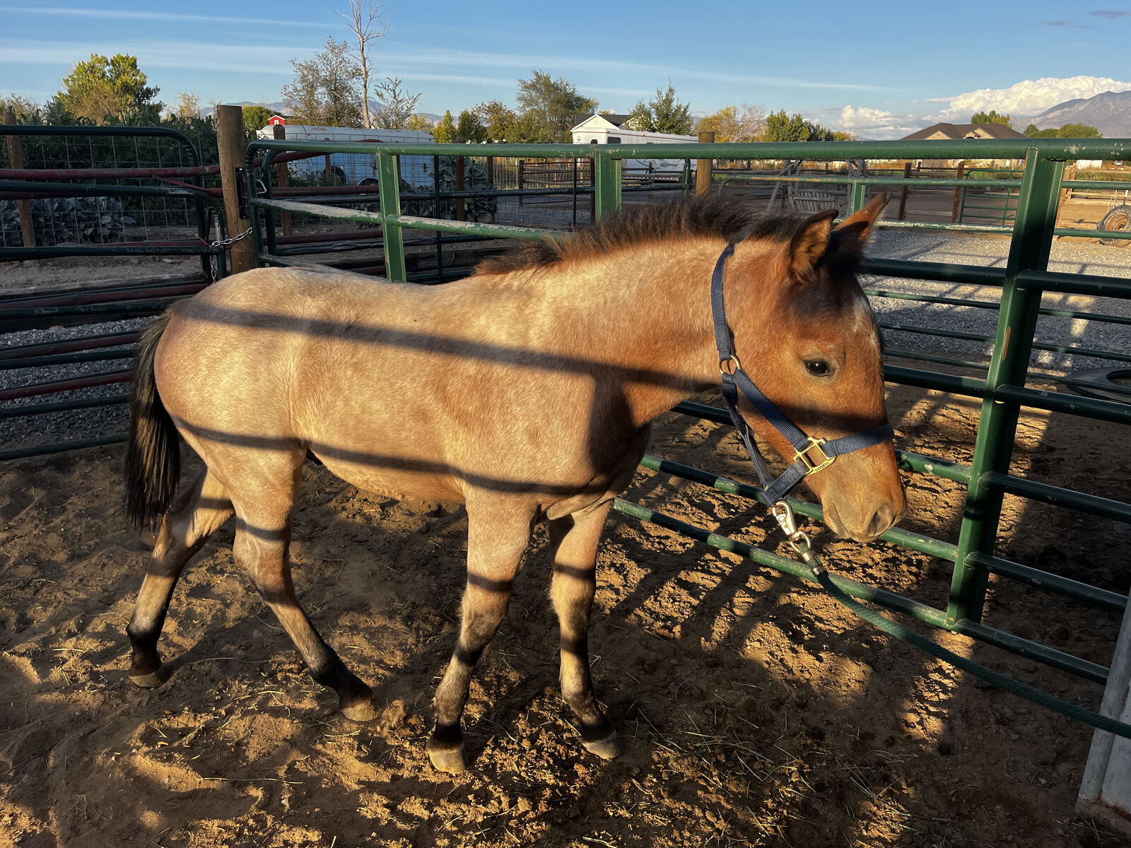 Thor: Unique Brabant/AQHA Cross Colt – 7 Months Old