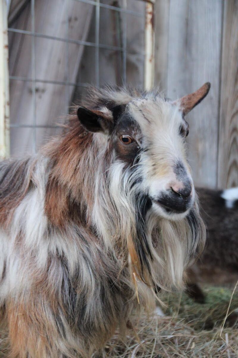 Nigerian Billy Goat
