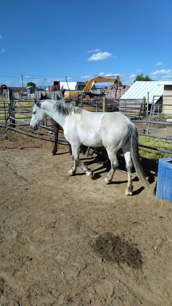 Warlander Mare 