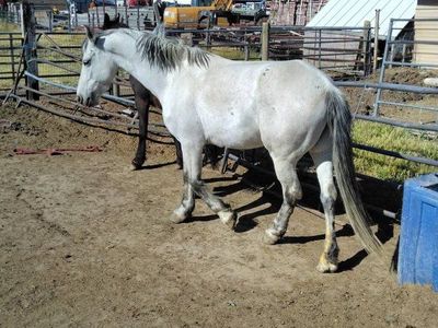 Warlander Mare