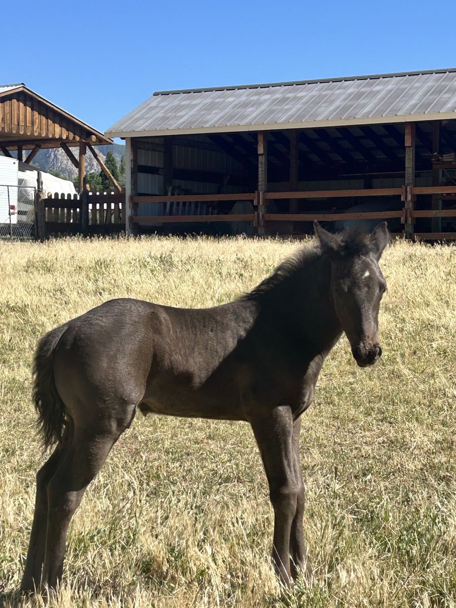2026 APHC Colt