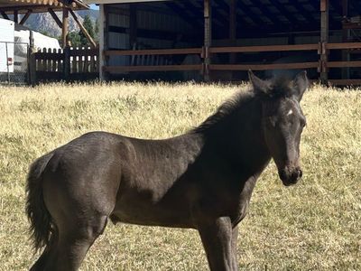 2026 APHC Colt