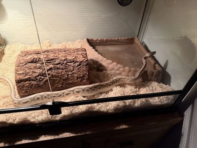 Lori Super Pastel Fire Mojave