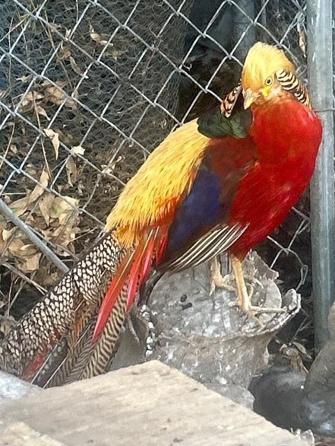 Blaze the Pheasant