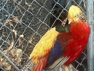 Blaze the Pheasant