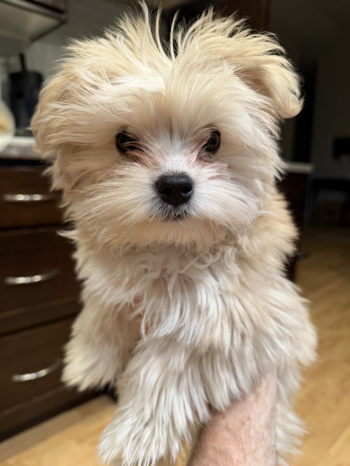 Re-homeing 15 week old Morkie