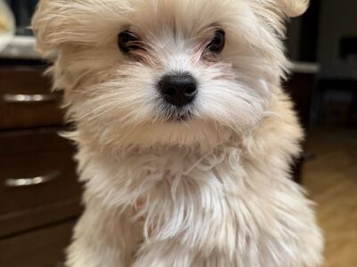 Re-homeing 15 week old Morkie