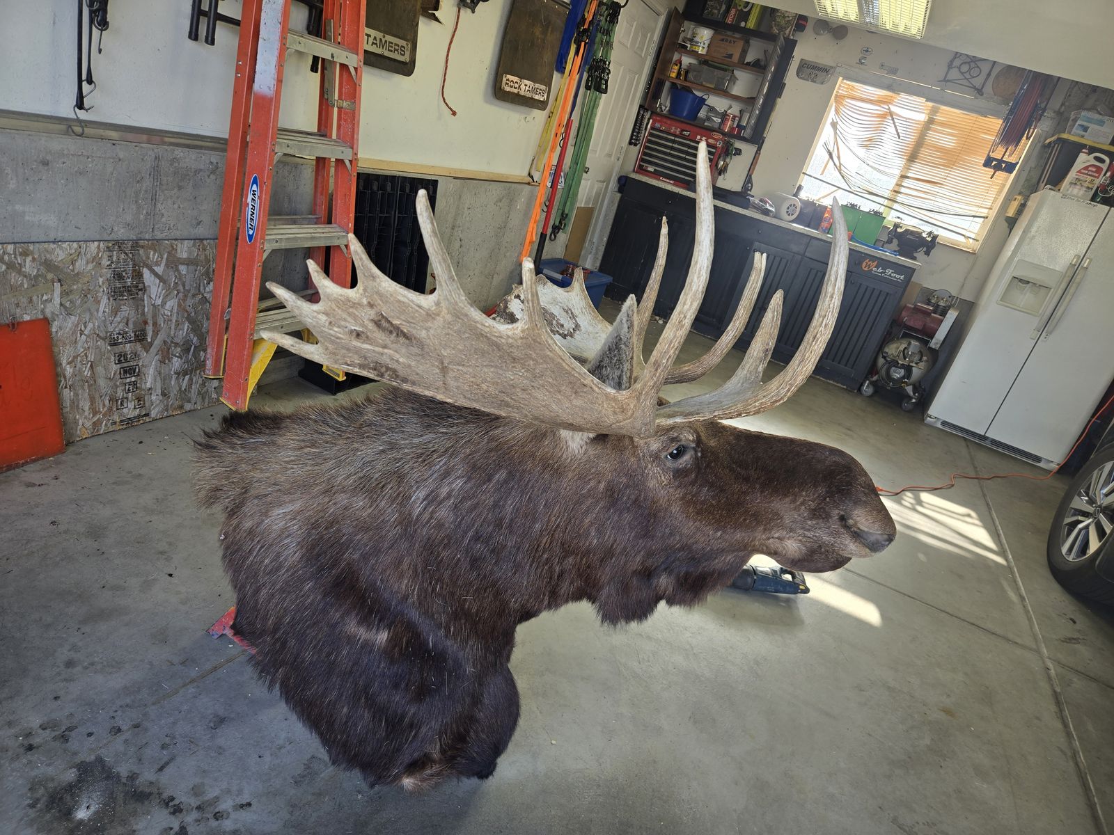 Moose mount