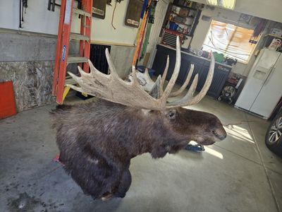 Moose mount
