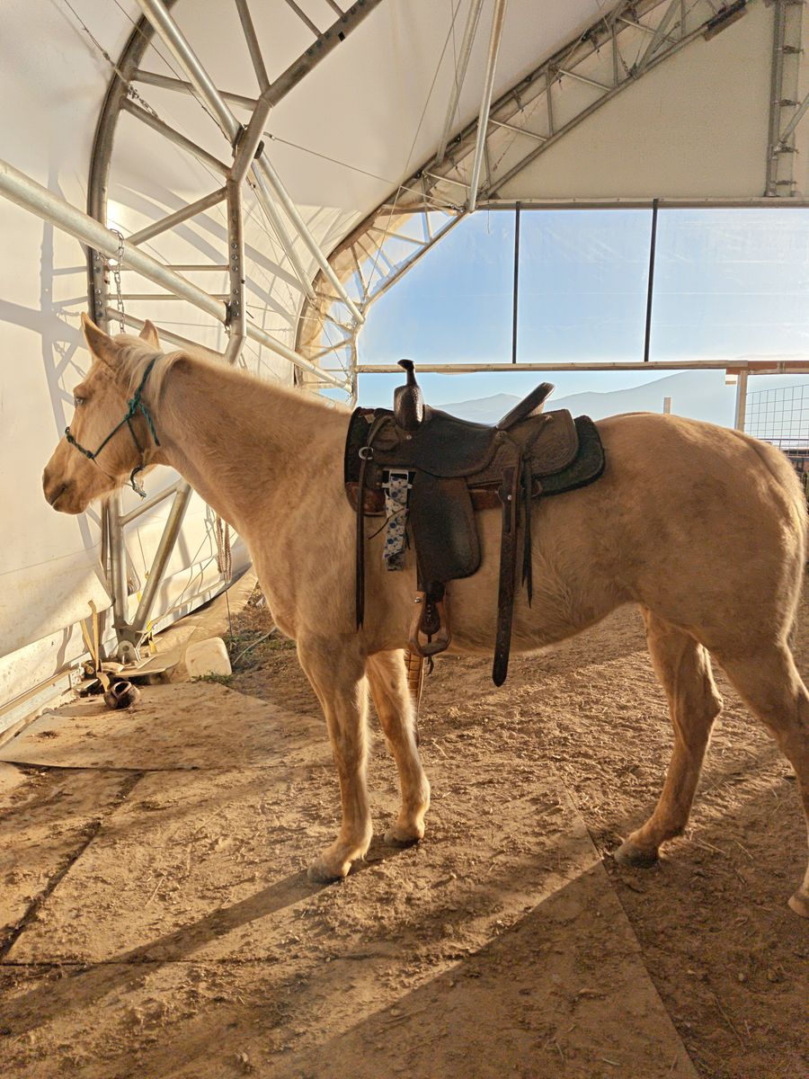 6 YR Old Palamino Paint Grade Mare