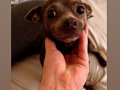 Chihuahua