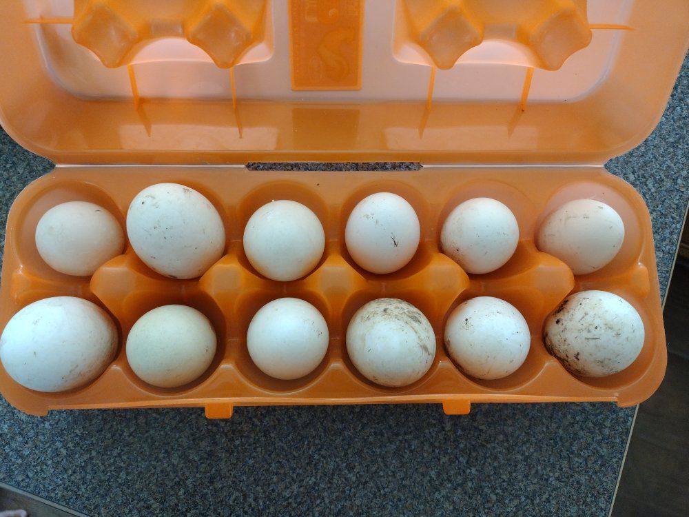 Fertilized duck eggs