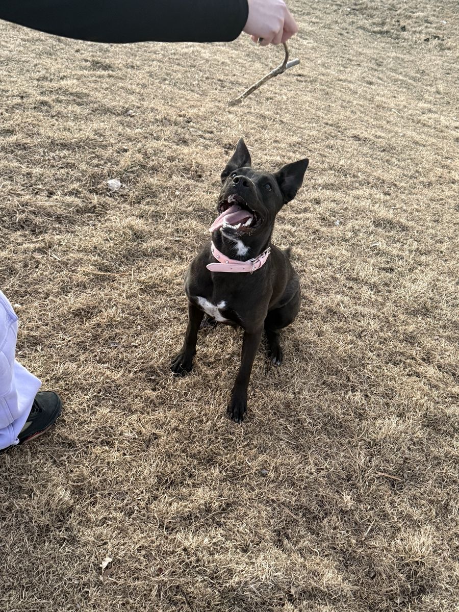 1yr old pitbull/german shepherd