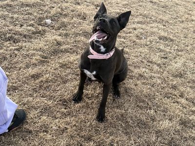 1yr old pitbull/german shepherd