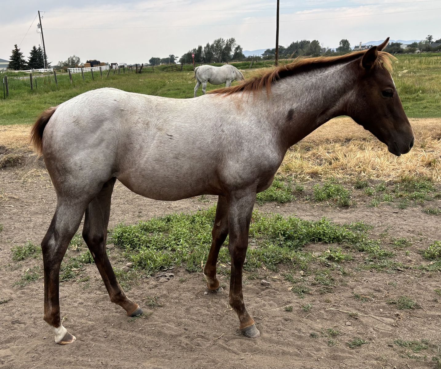 2026 Gray Filly "Breezy"