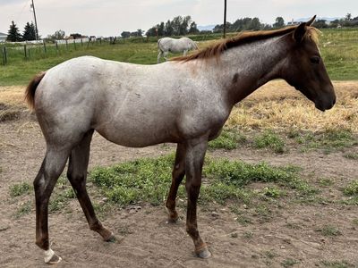2026 Gray Filly "Breezy"