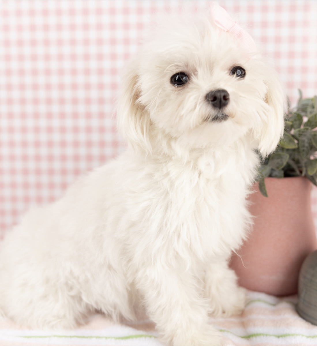 2 Year Old Maltese!