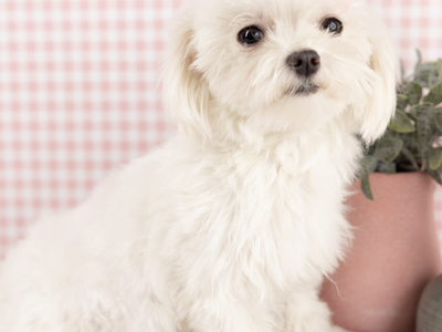 2 Year Old Maltese!