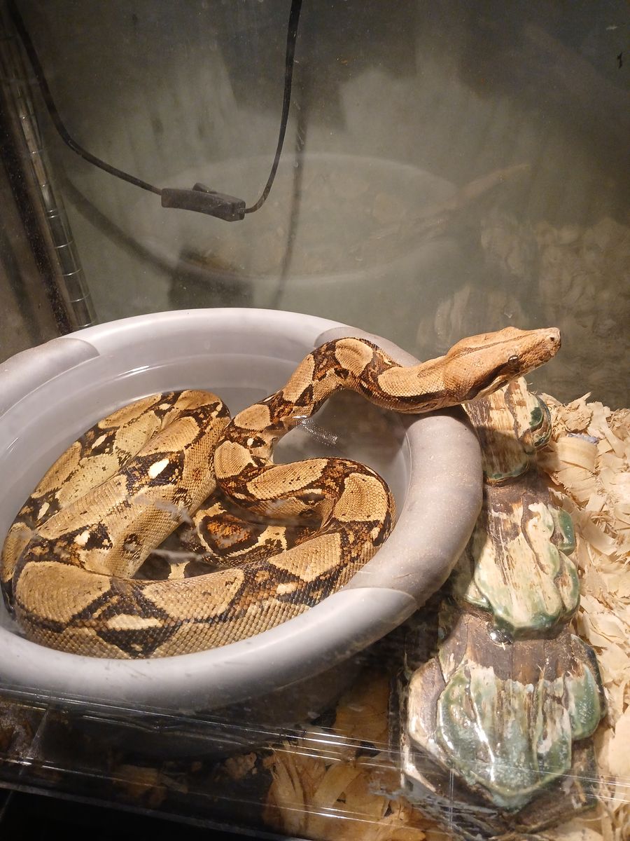 Red tail boa