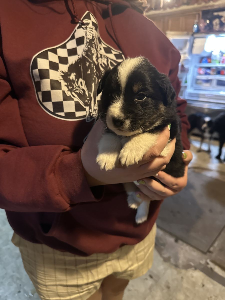 Australian Shepherd Puppies