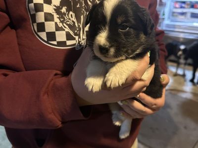 Australian Shepherd Puppies