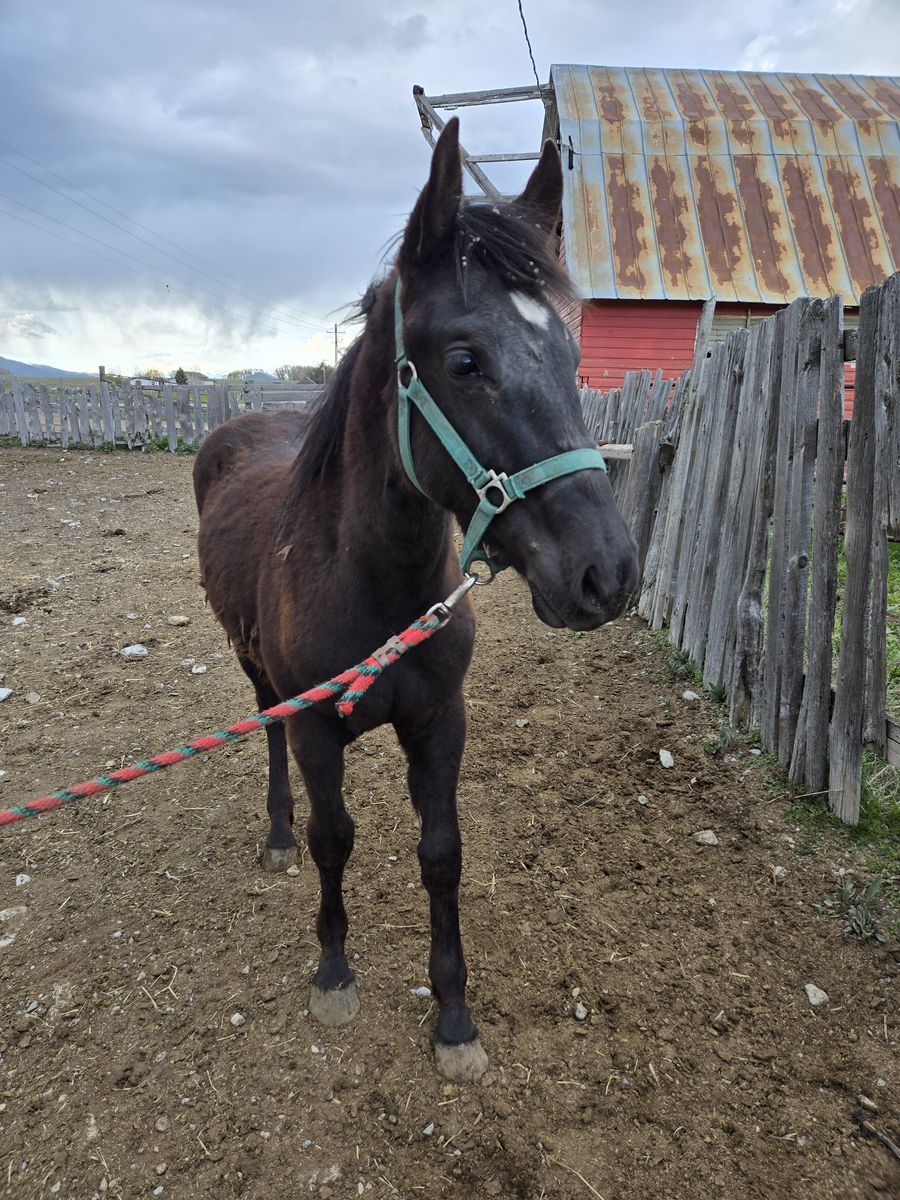 Half Draft Filly For Sale