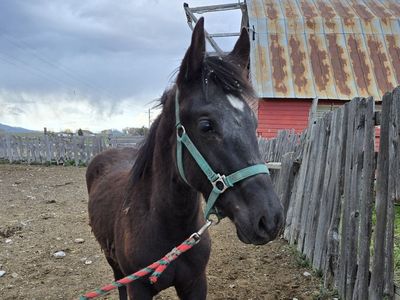 Half Draft Filly For Sale